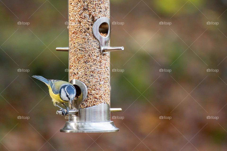 Bird at bird feeder