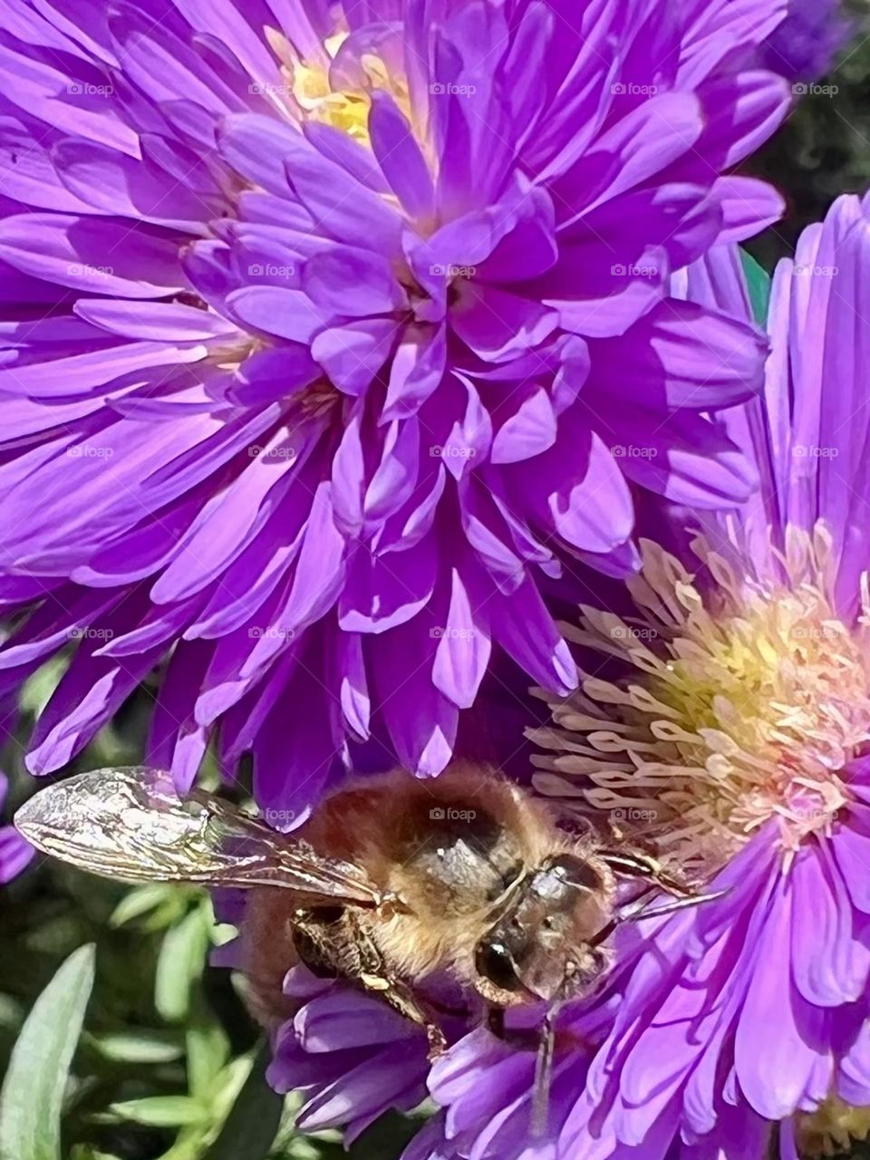 Bee