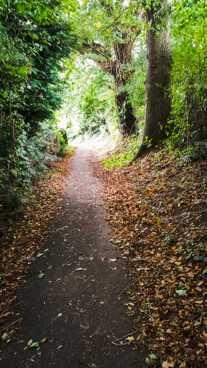 Light at the end of a green tunnel