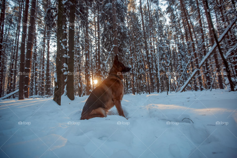 Dogs playing in snow