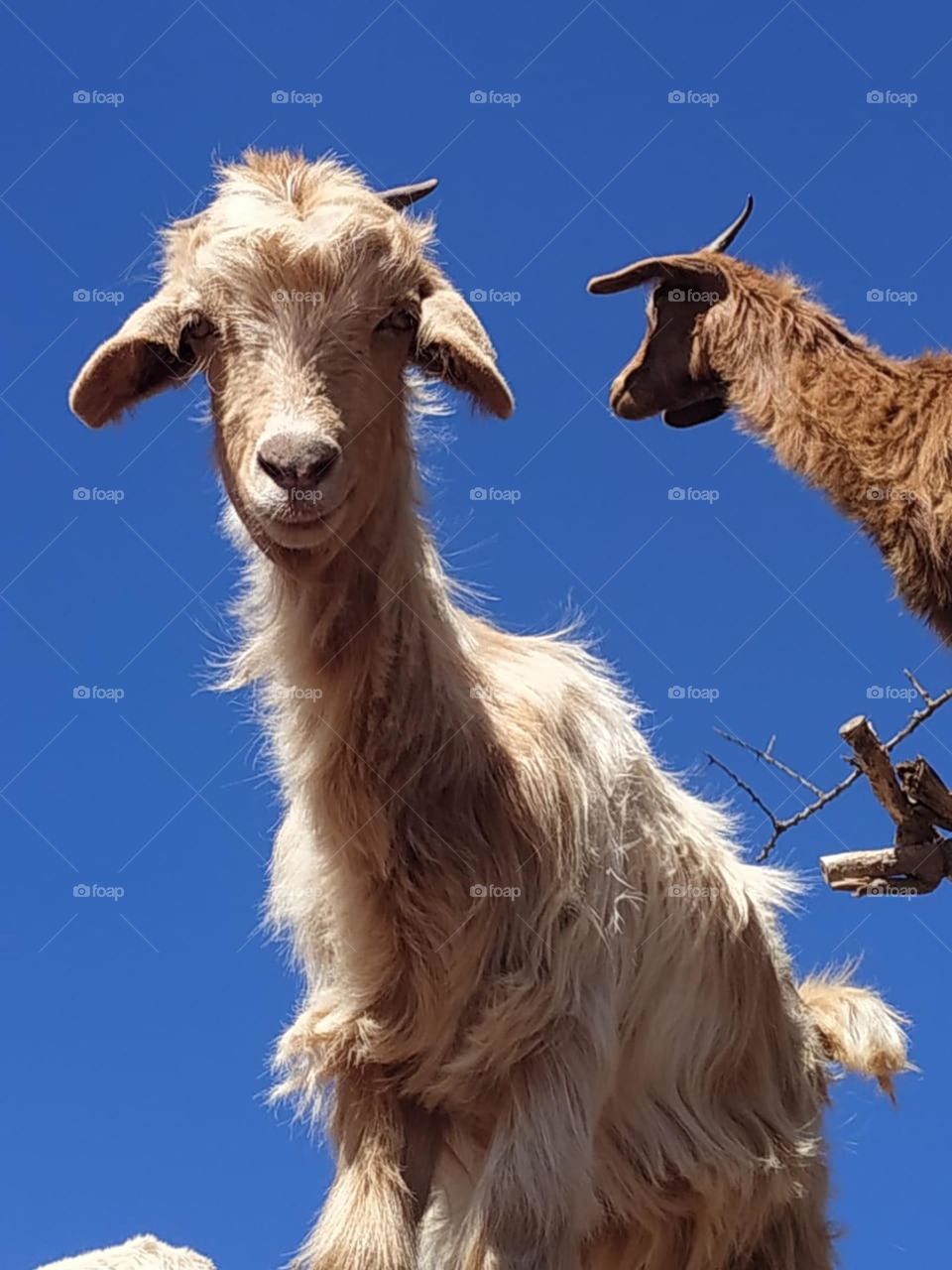 Beautiful goats looking at my camera.