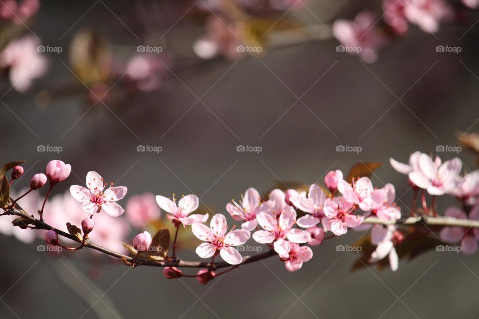 pink spring flowers