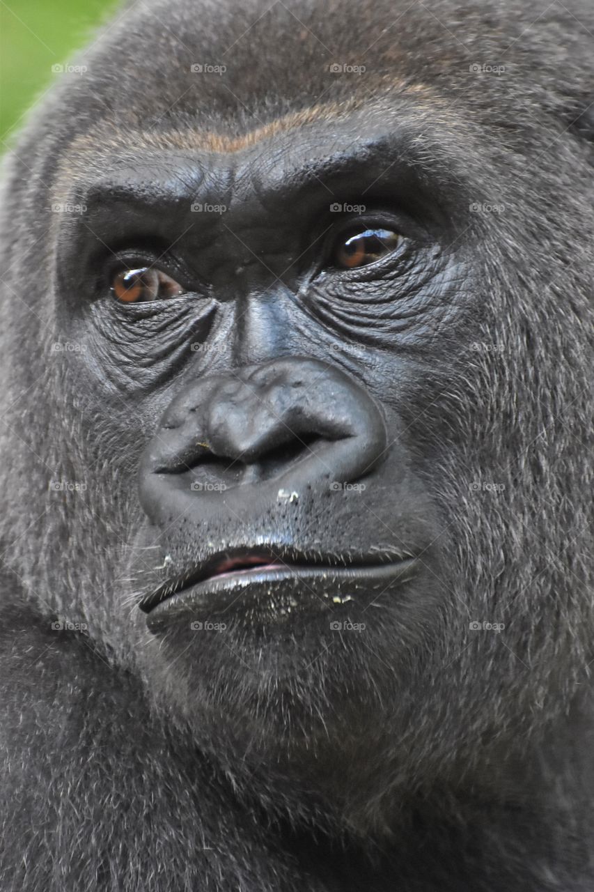 Gorilla 