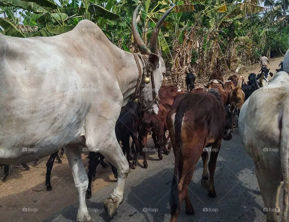 Indian cows