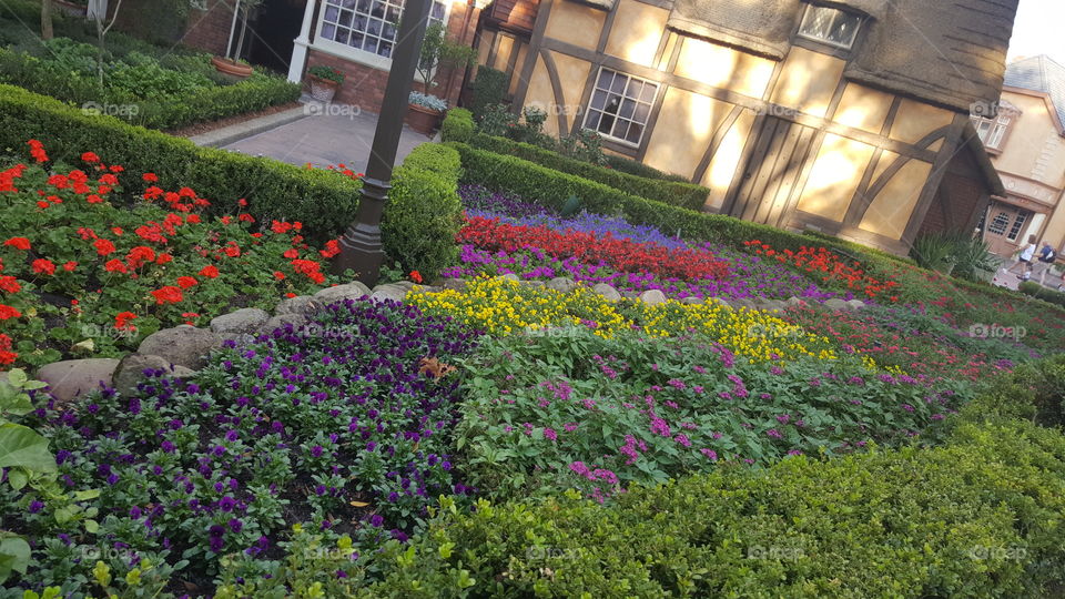 Brightly colored flowers line the walkways at EPCOT in Orlando, Florida.