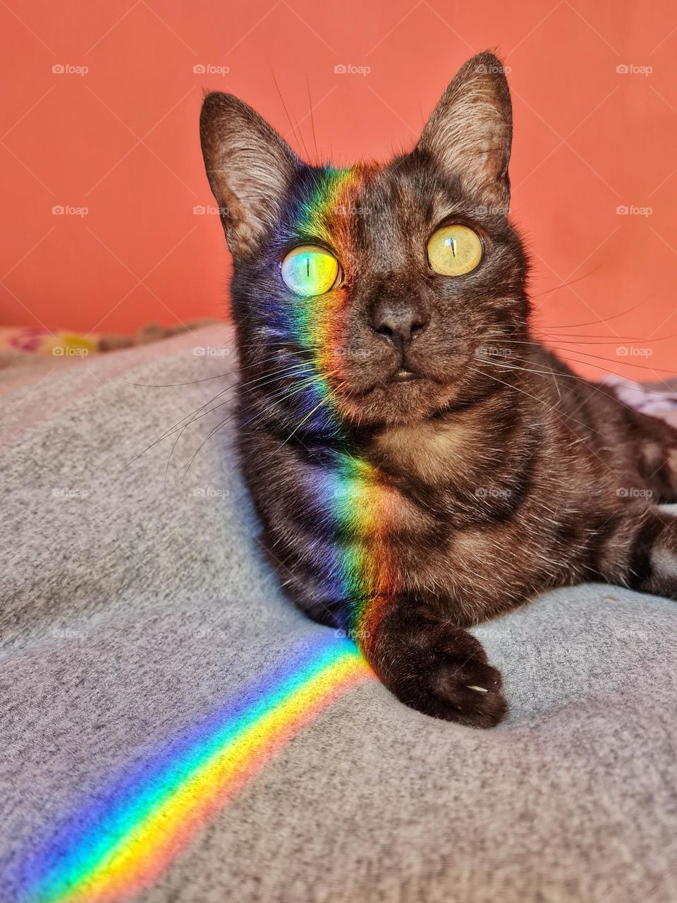 Rainbow Cat