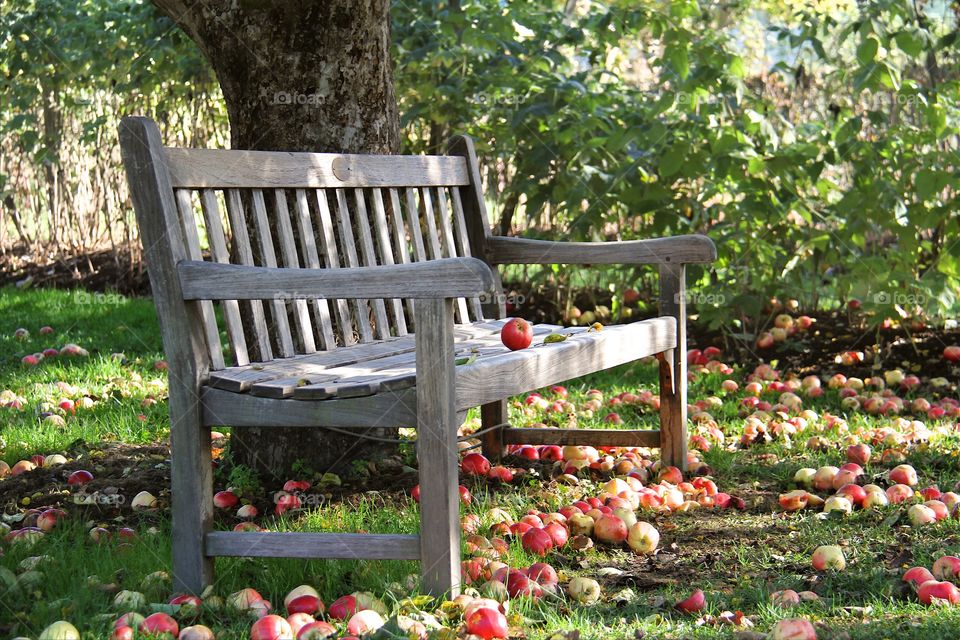 Apple garden