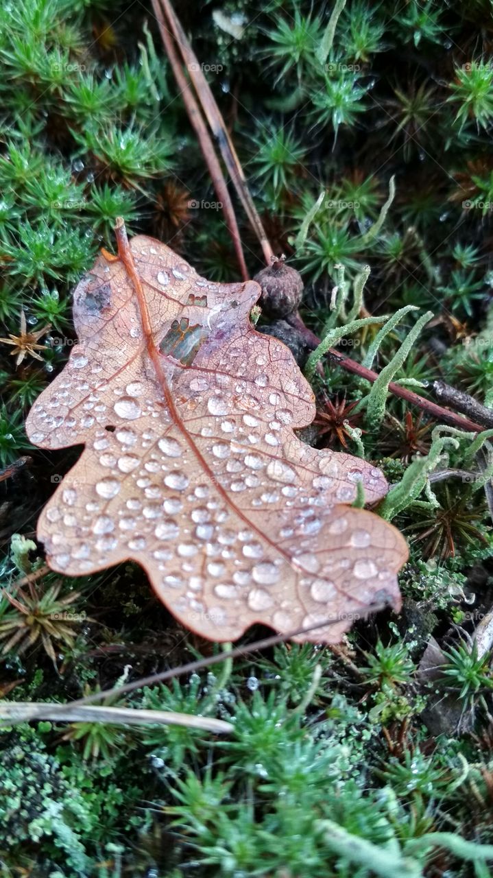 Wet leaf