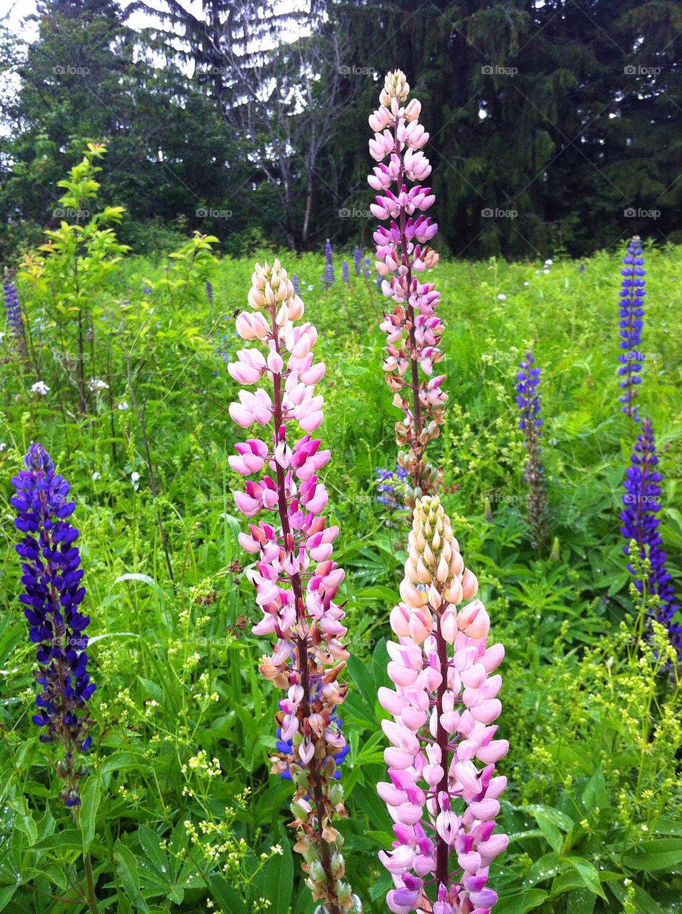 flowers meadow kazakhstan pink by campbellrobertson