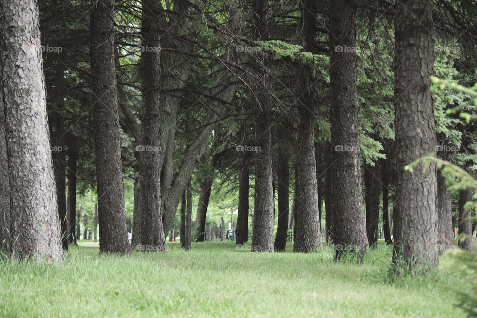 Hidden forest in the city