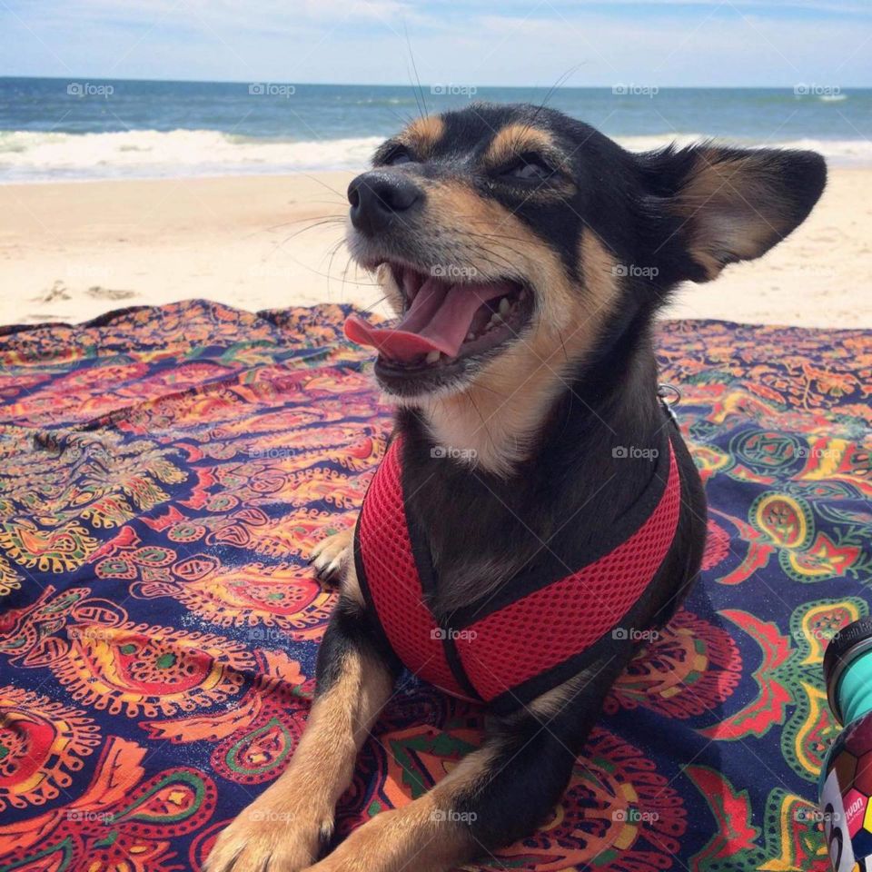 Beach Dog