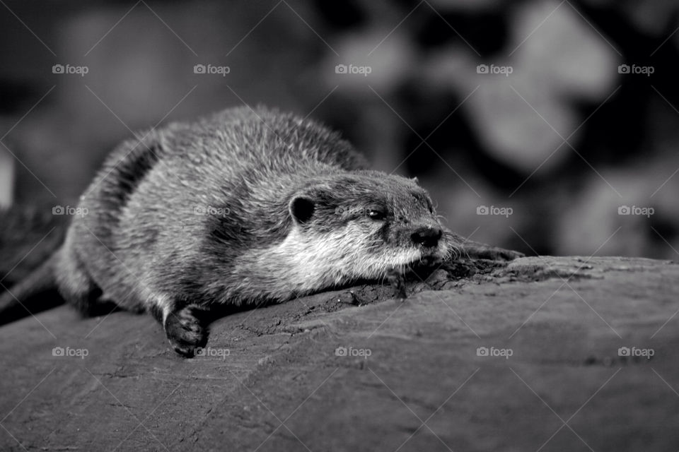 Otter resting on log