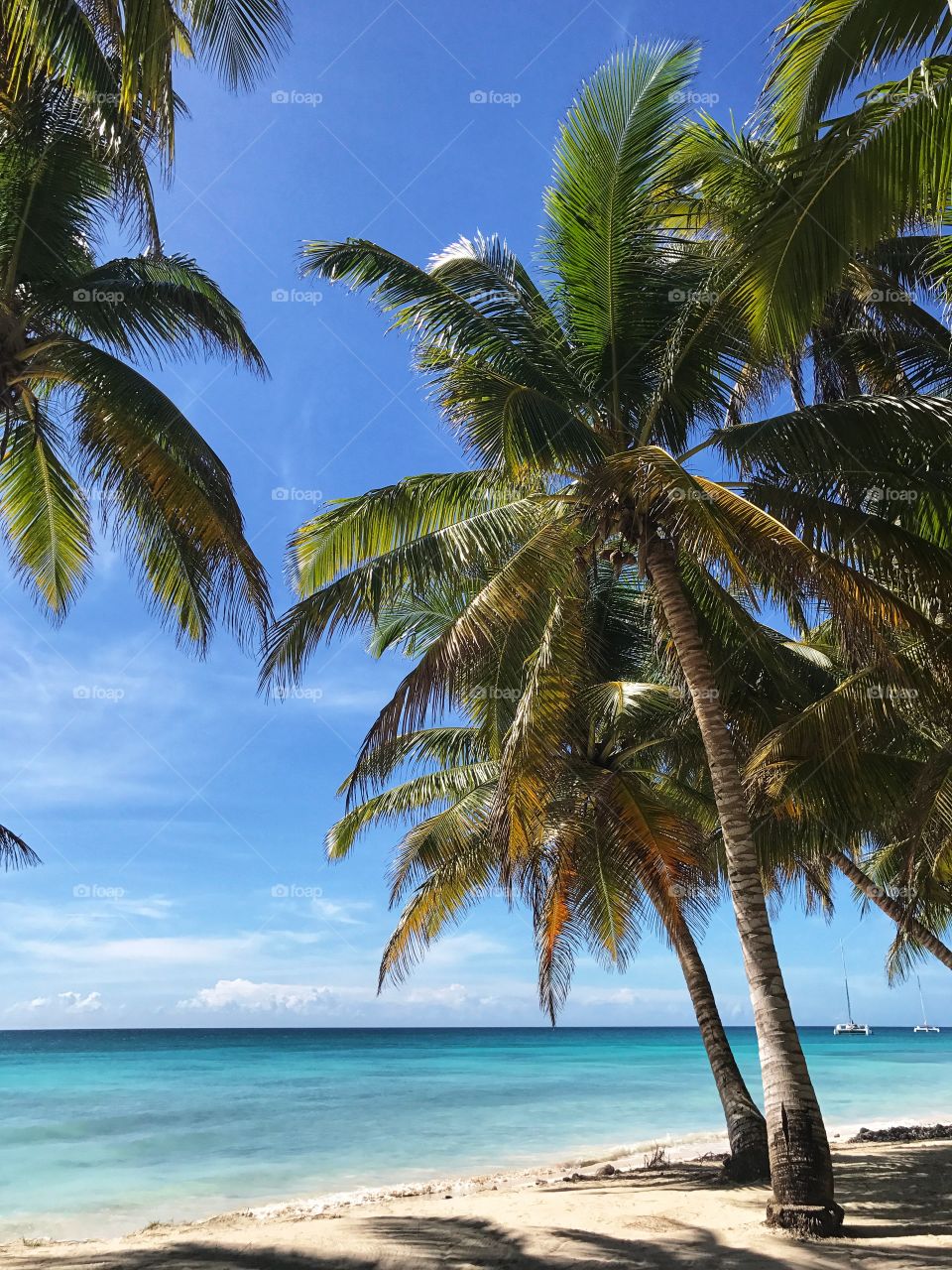 Beautiful palm trees on blue sky. Amazing view 