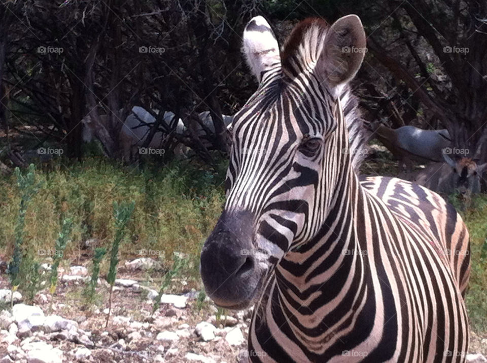 china zebra by carinafox5