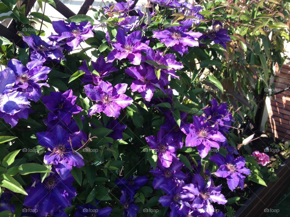 Clematis Flower . The most beautiful plant in My terrace,Bertinoro ,Italy