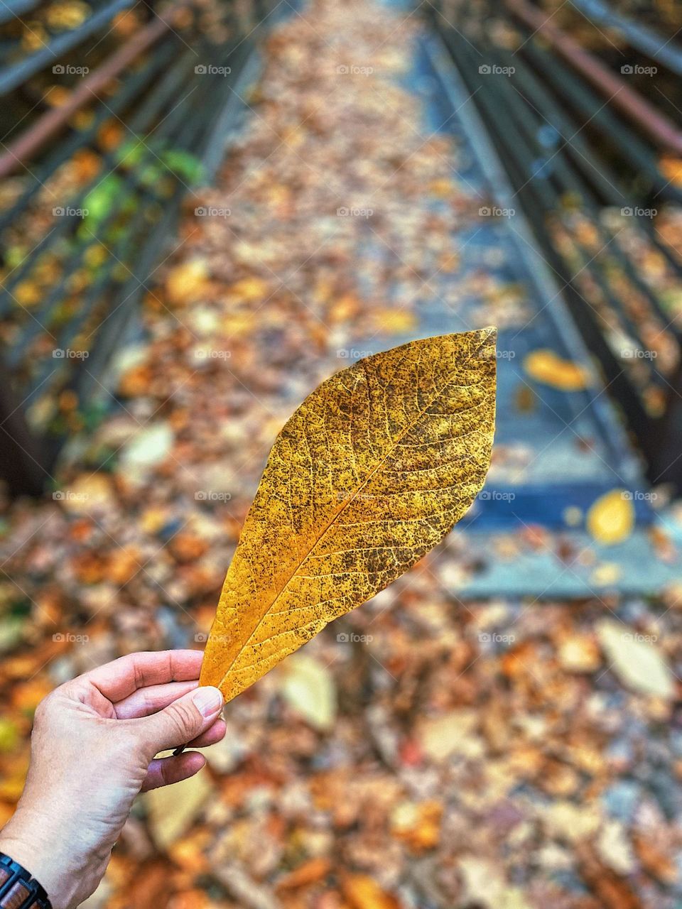 Woman’s hand holding large yellow leaf, woman’s hand picking up colorful leaves, finding leaves in the forest , walking in the woods, finding yellow in the forest, making mementos from leaves 