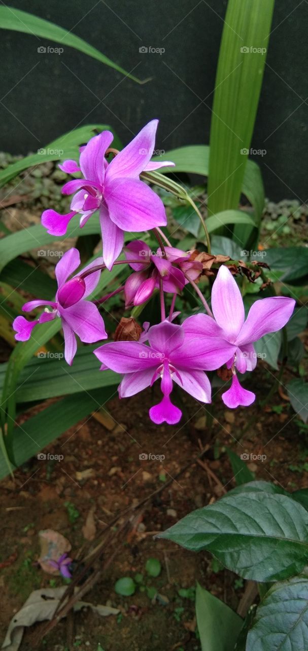 Spathoglotis plicata or soil orchid is a type of tropical plant. It was originally found in the Philippines, but this type of order is found in the entire east and southeast Asia region including Indonesia