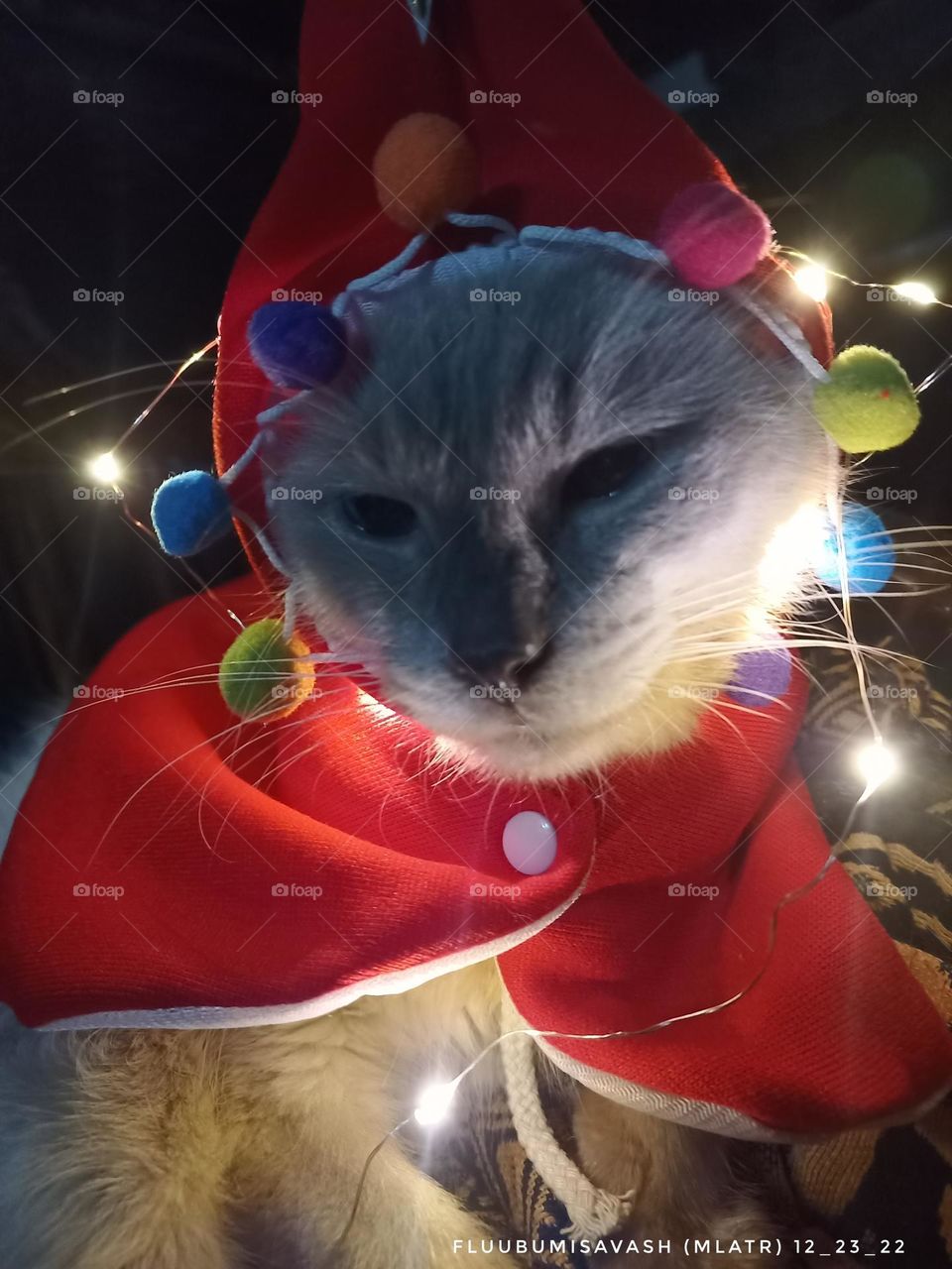 cat christmas 6
