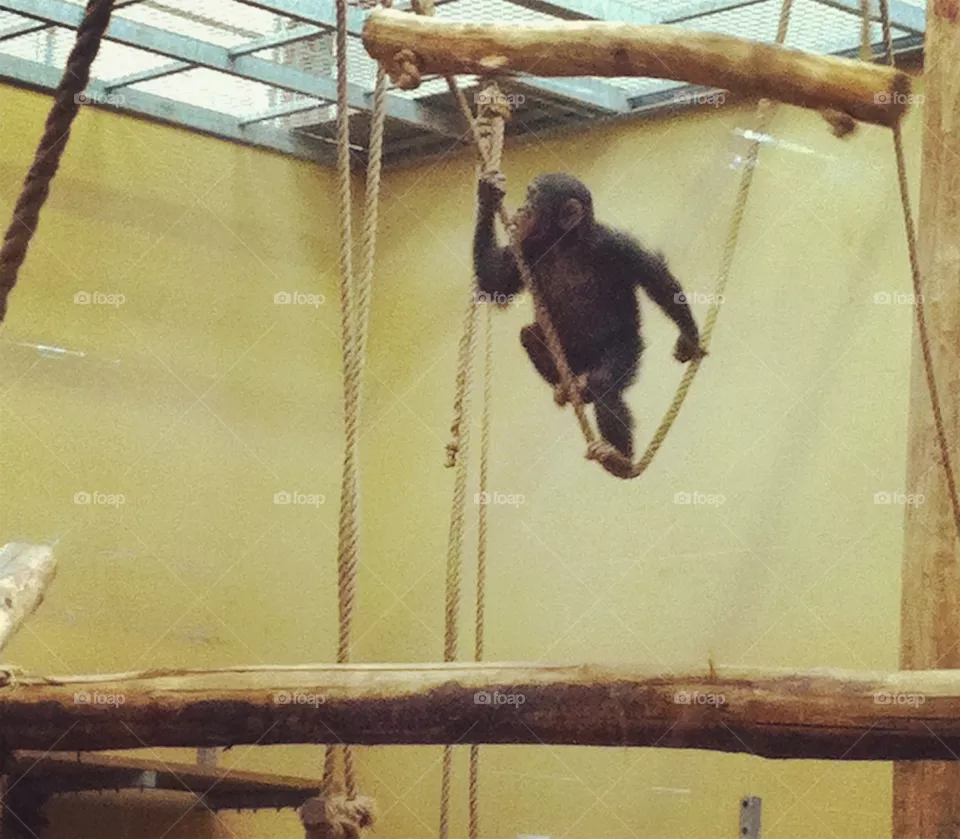 Monkey