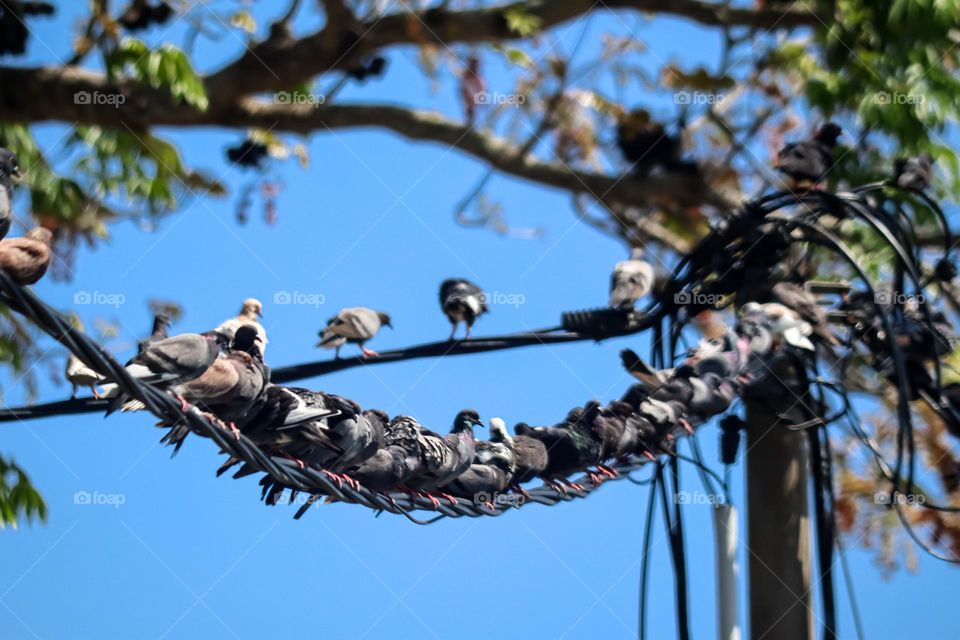 Severals pigeons on an electrical wires in the city with beautiful clear blue sky as background 