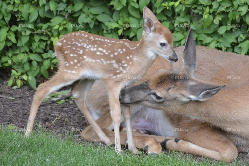 Doe and Fawn