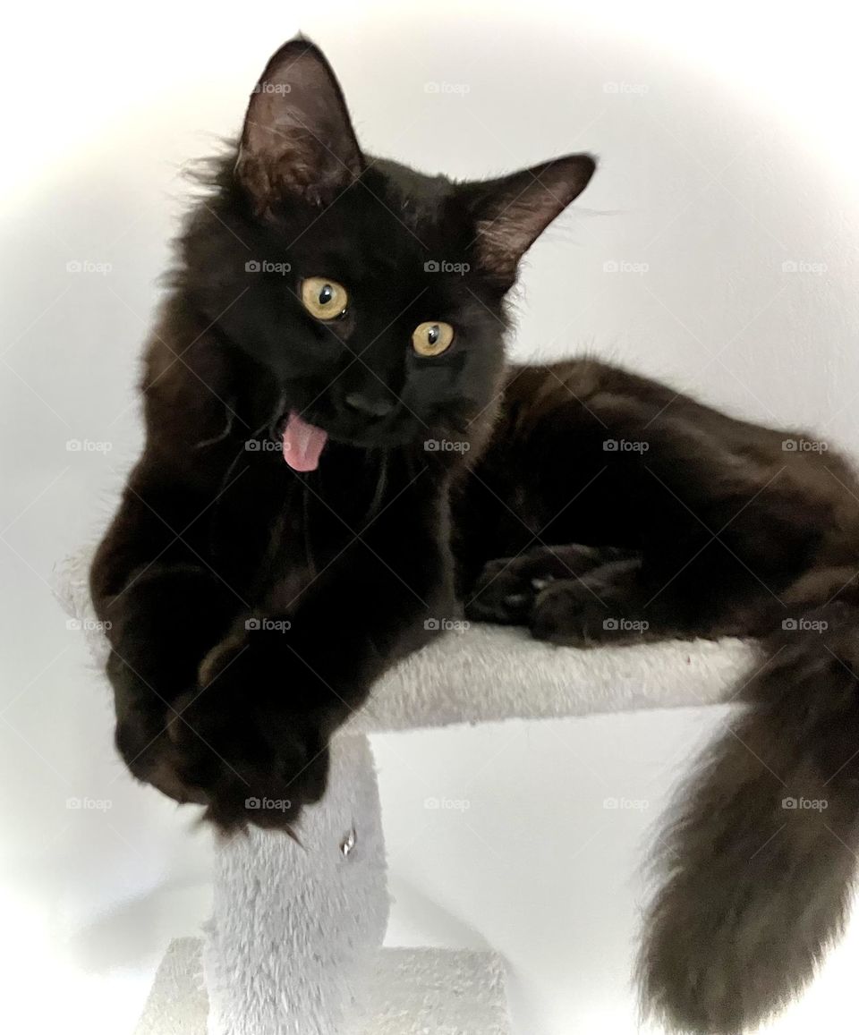 Cute black cat with gorgeous green eyes. Smiling kitty with cute cheeky mid lick tongue out pose, enjoying his morning groom. 