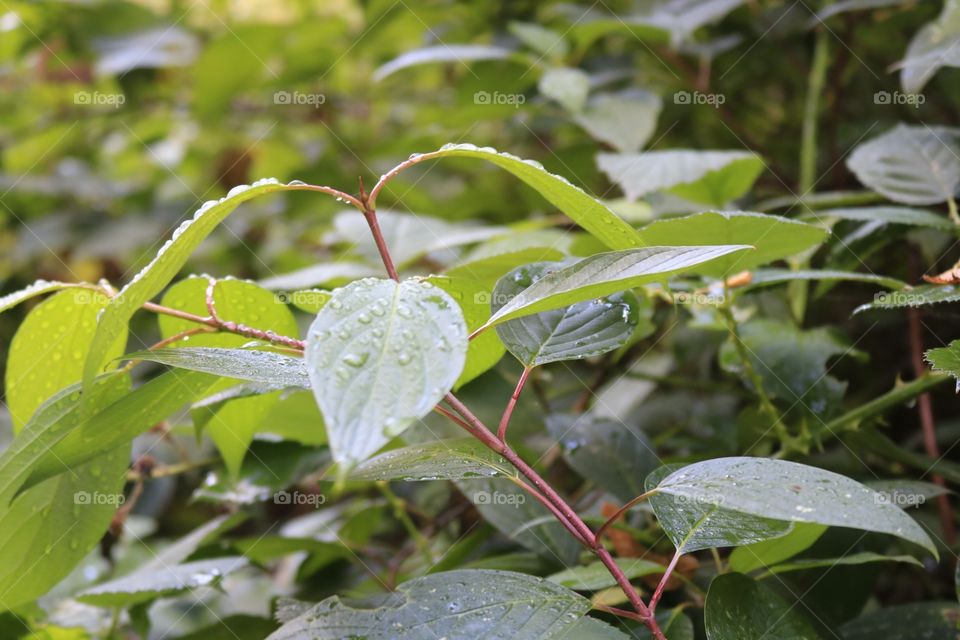 Water drop leaf Blatt