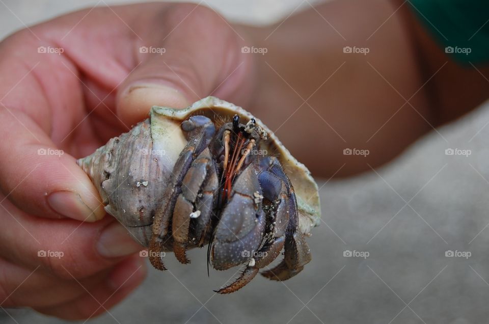 A peek from a hermit crab