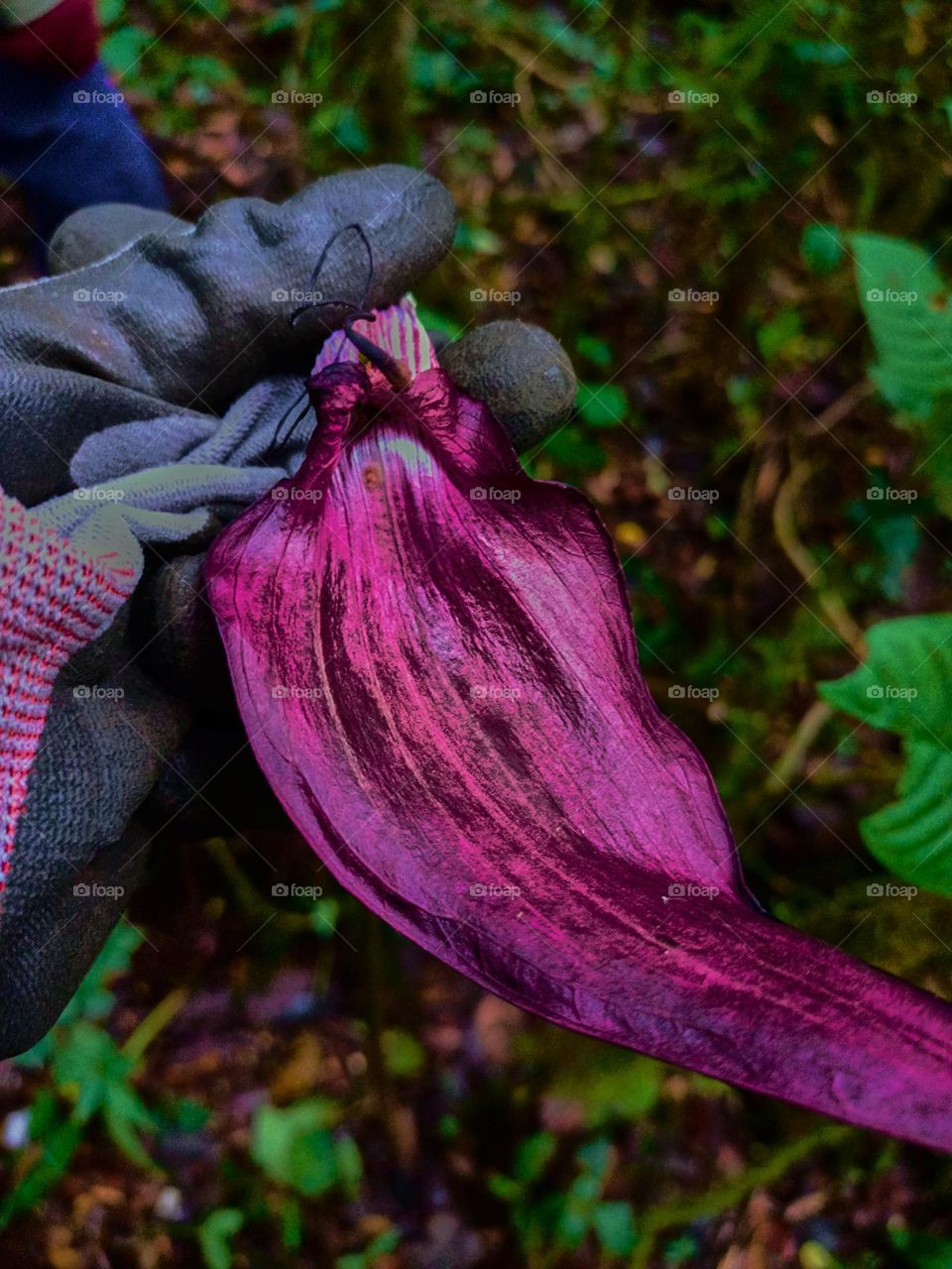 Cobra lily (Arisaema sp) blooming with
blurred plant leaves background, growing in tropical forest of North sumatra,
Indonesia