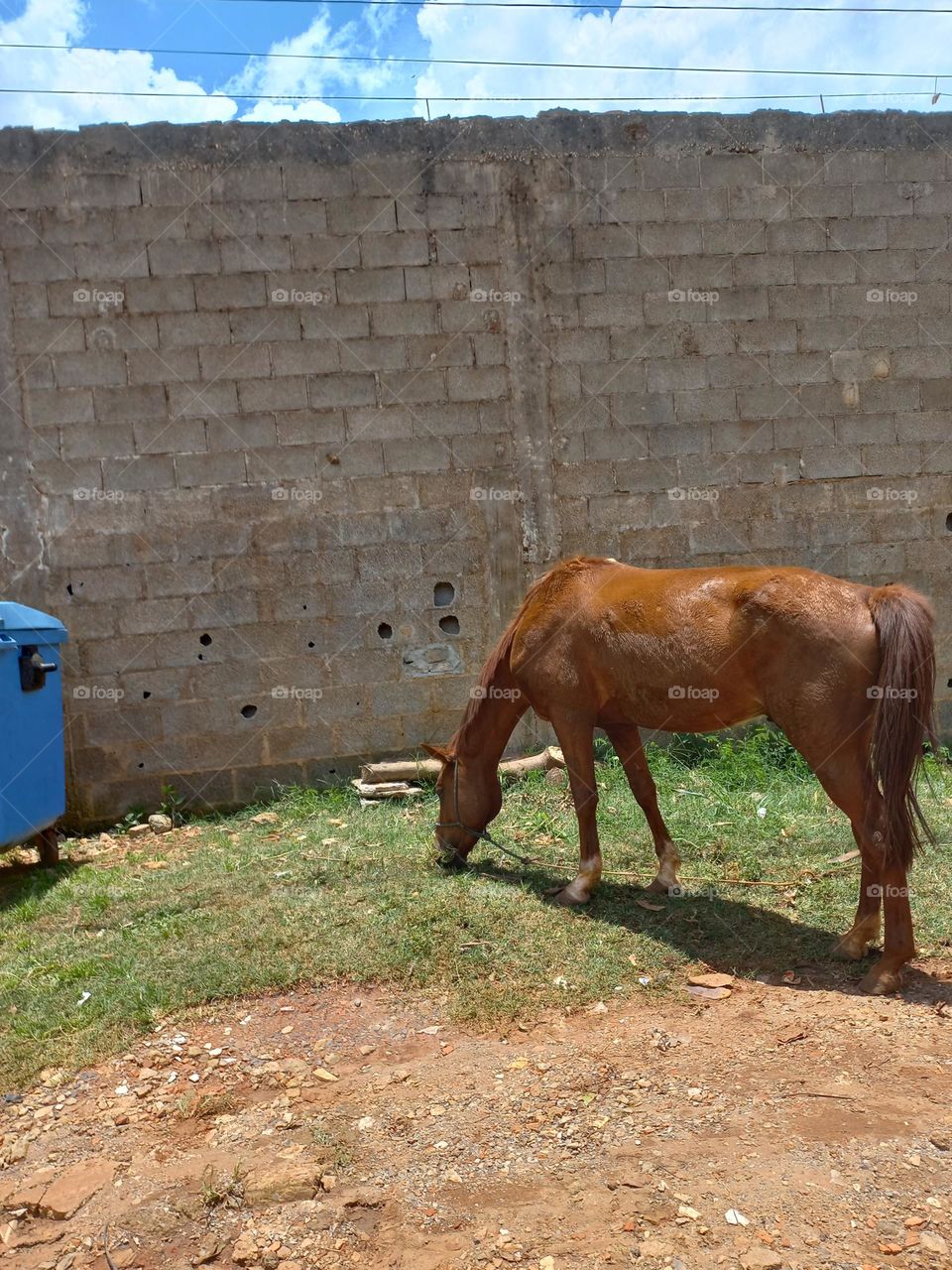 Cavalo. Animal,  importante para o desenvolvimento do ser humano. O cavalo foi muito usado no passado,  e até nos dias atuais, como meio de transporte