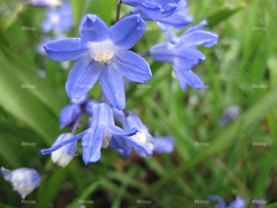 Flower, Nature, Flora, Garden, Floral