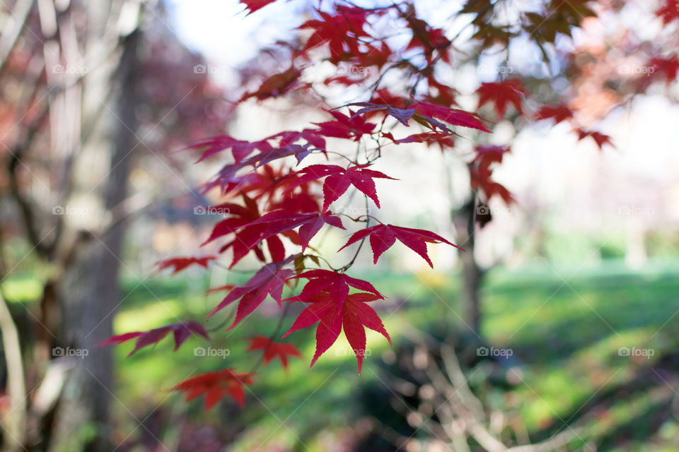 Japanese Maple 