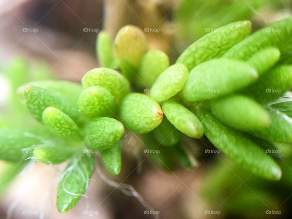 Macro greenery