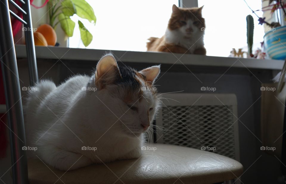 two cats pets in the room on a window home