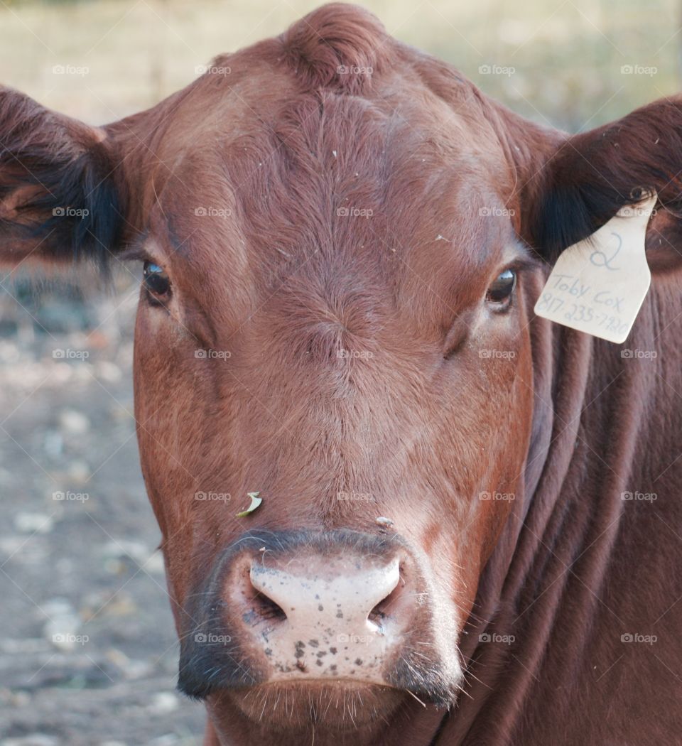 Red Angus cow. 