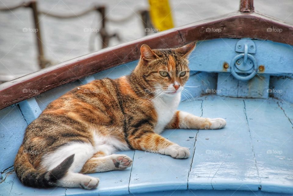 Calico on blue. I calico cat and a blue fishing boat