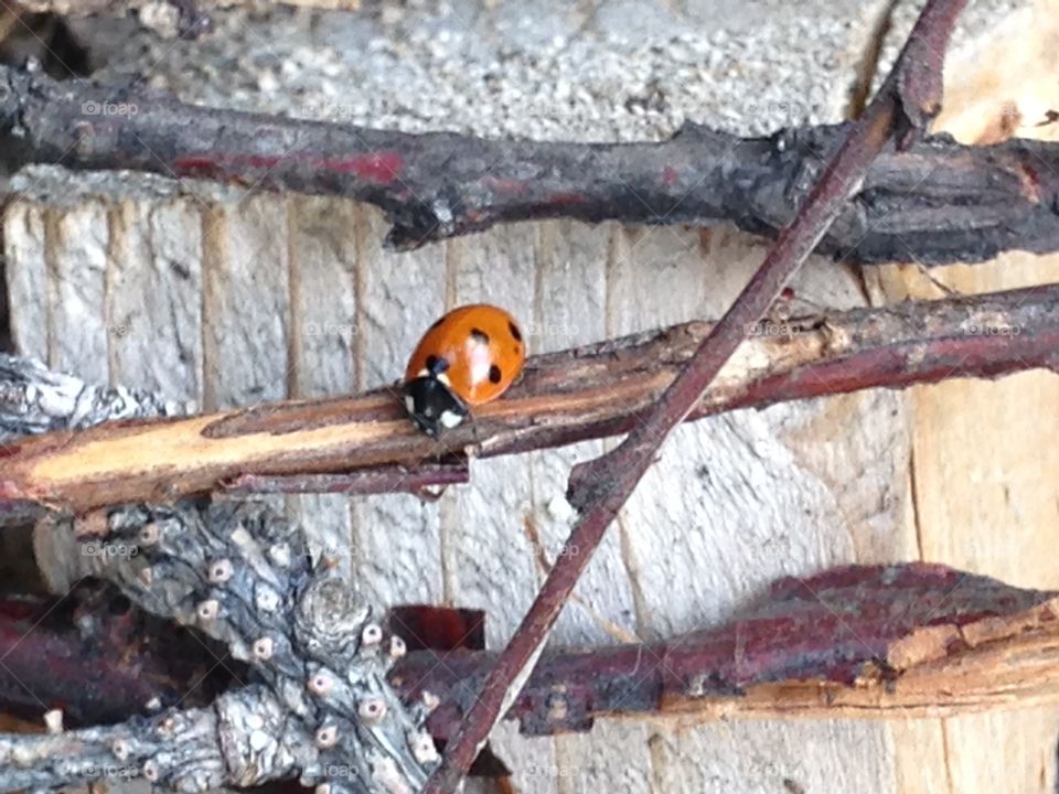 Ladybug closeup