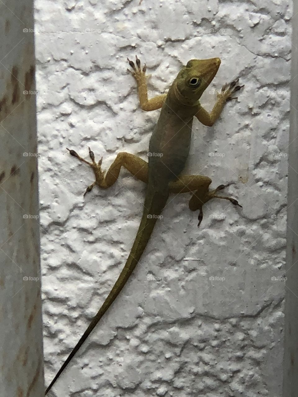 Lizard sitting on a white fence