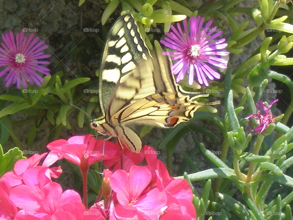 The butterfly counts not months but moments, and has time enough. 