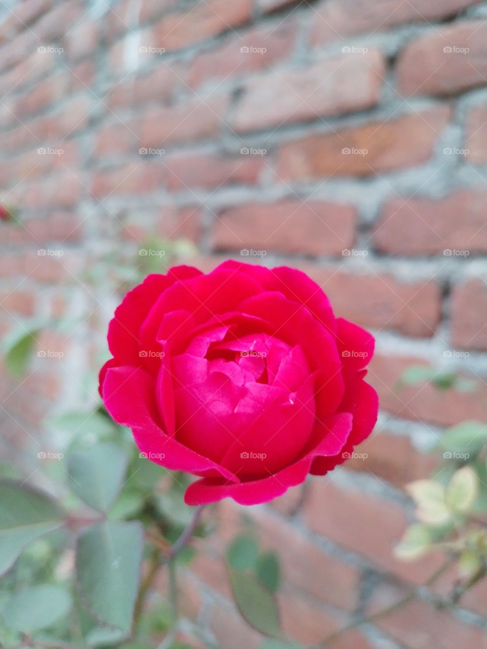 red rose