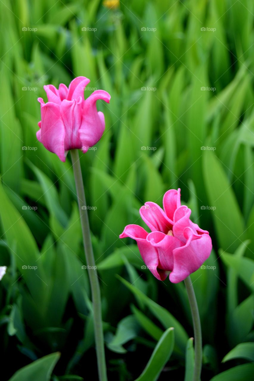 Pink tulips. Pink tulips on green grass background