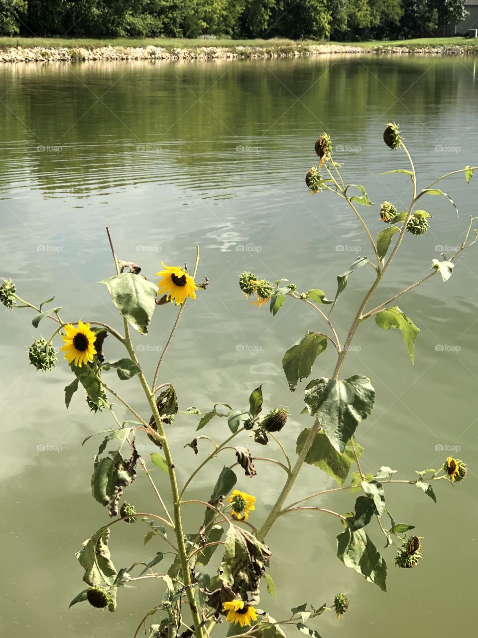 Lovely wild sunflower plant and park  lake