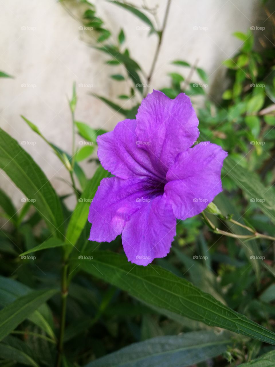 Closeup of purple flower, waterkanon, blooming in garden.
