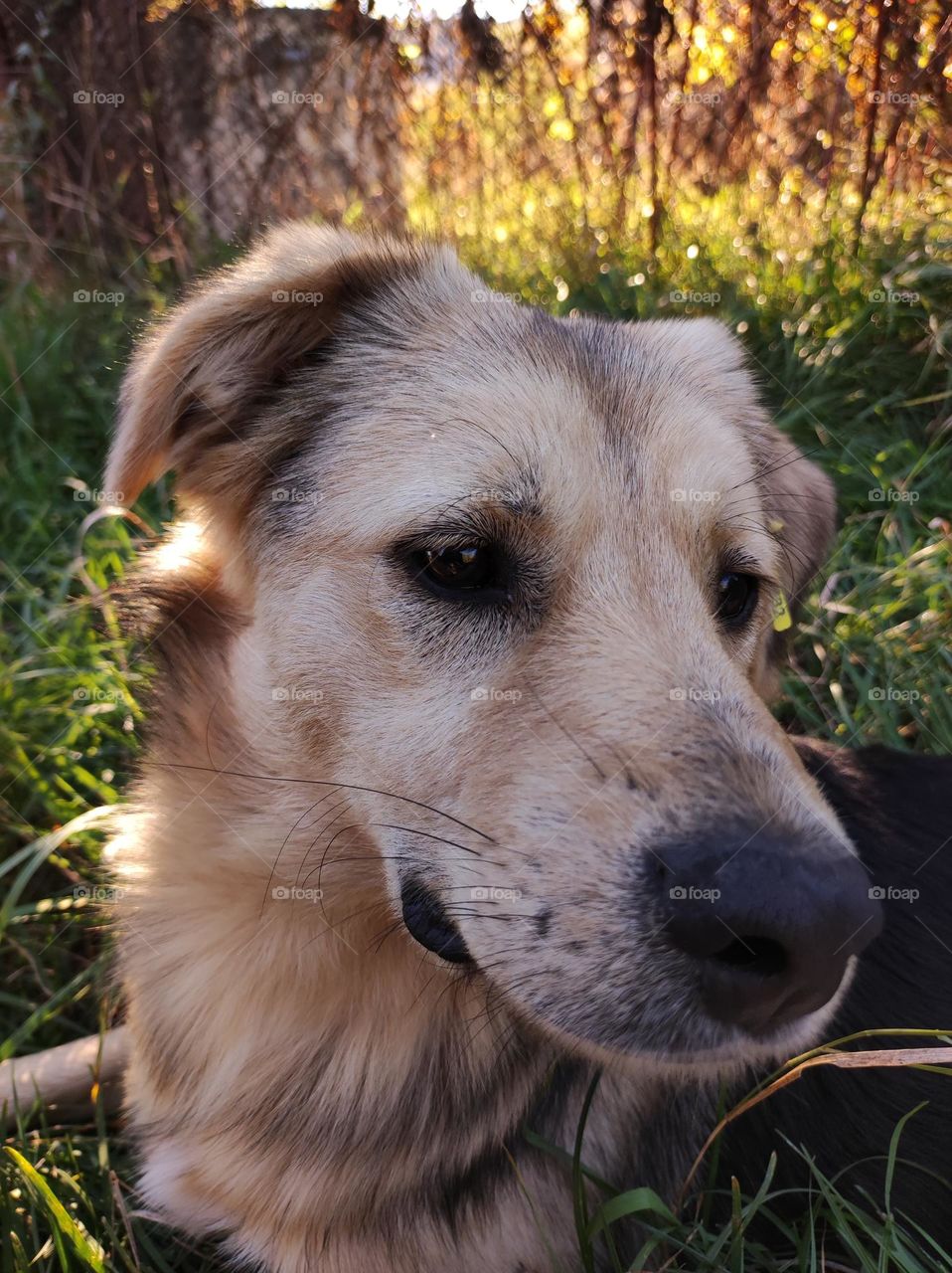 A photo of a cute dog with beautiful fur laying in the grass outside in the summer in a bulgarian village