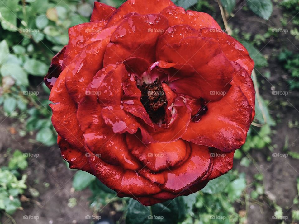 Closeup of beauty red rose