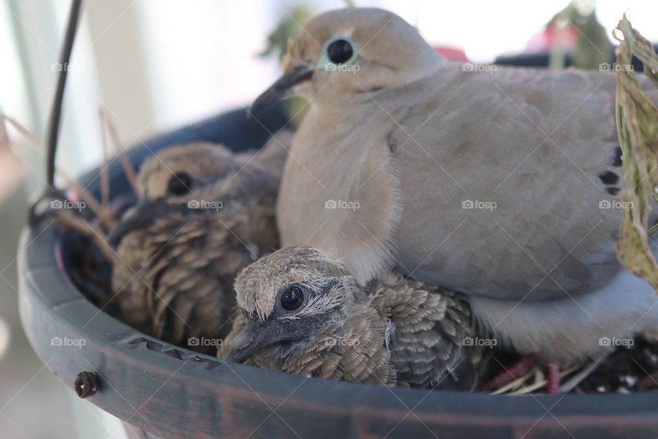 Mourning doves in hanging plant