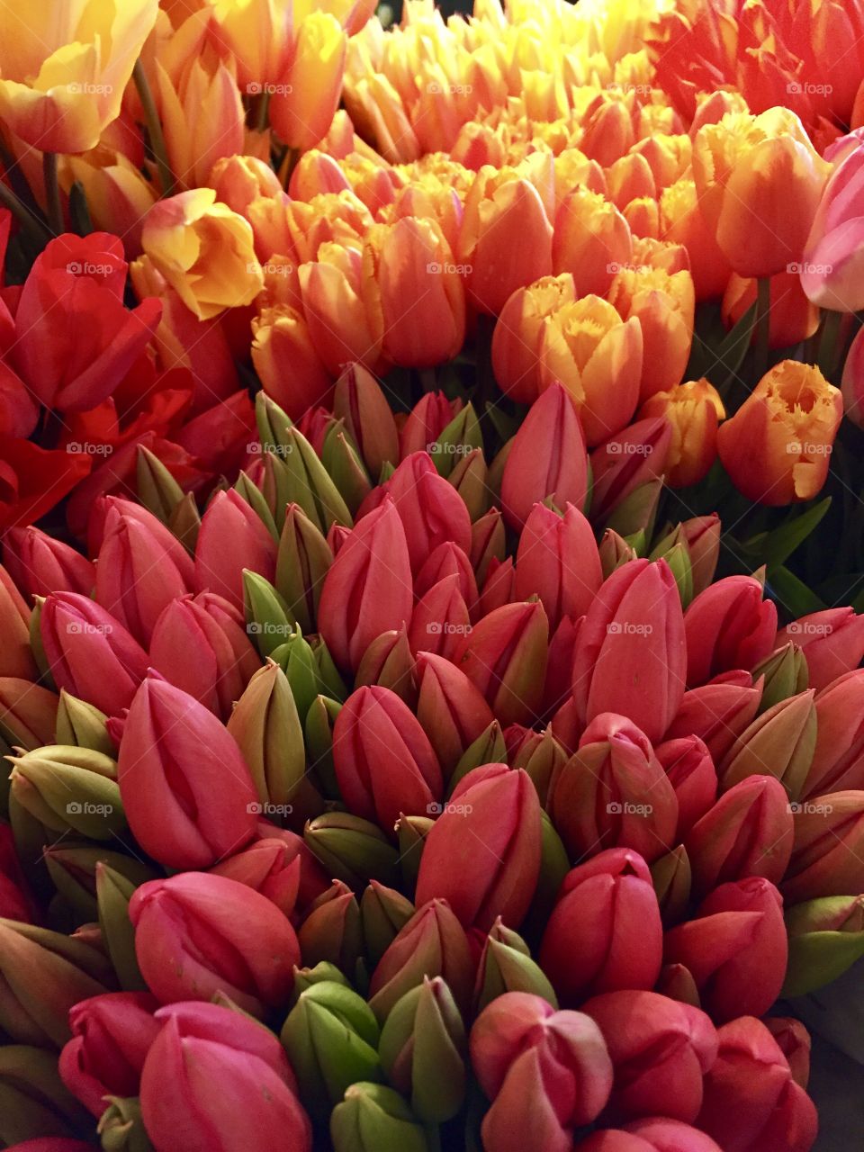Full frame of tulips