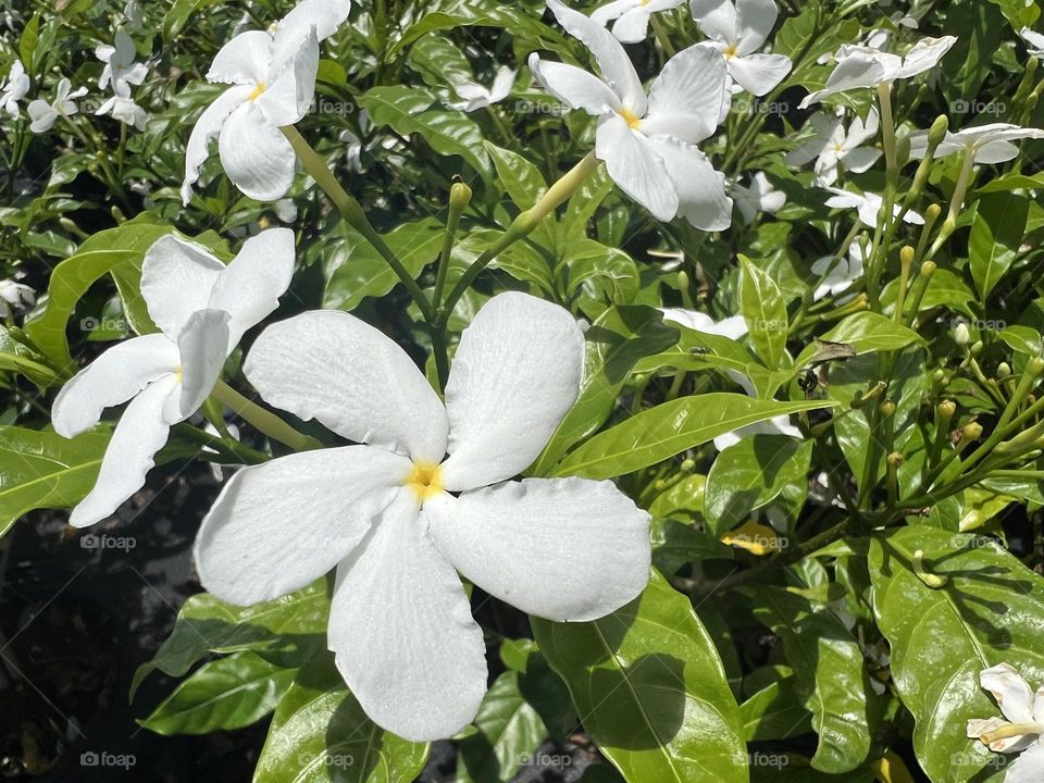 A Beautiful Cluster Of Jasmine Flowers