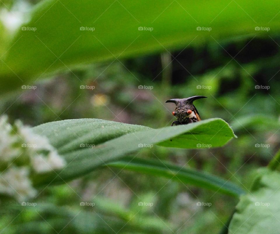 tiny devil of insect