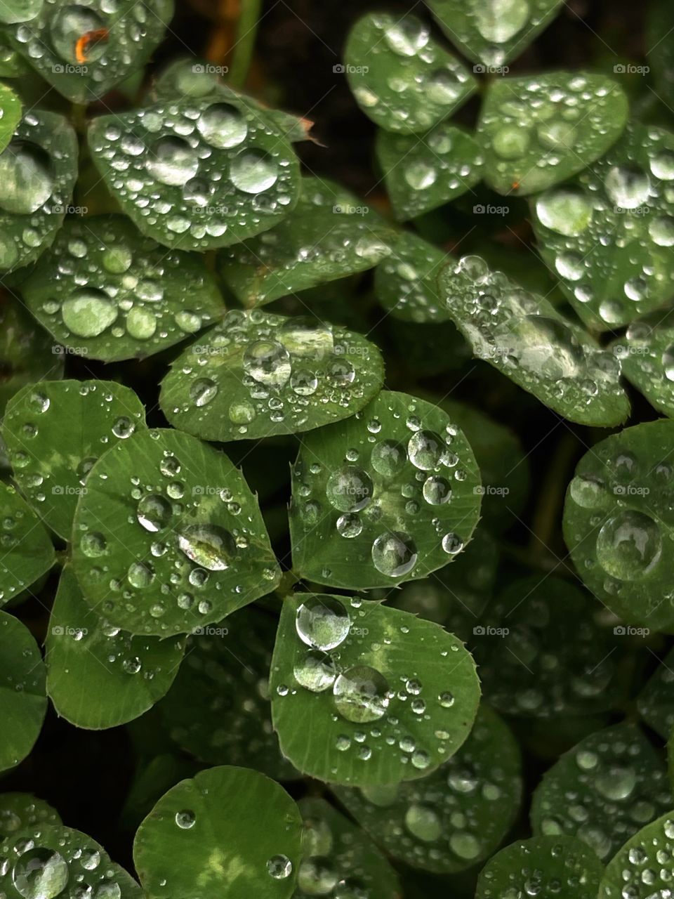 Clover plants rainfall rain storm droplets drops water plant nature outdoors Rainwater raindrops 